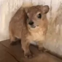Ankles' Fankles