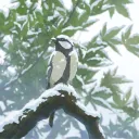 Noyako Discord Server Icon