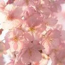 Peach Blossom Discord Server Icon