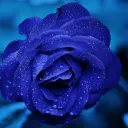 Chill Island Discord server icon