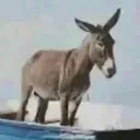 adamin 4m1na koyariz