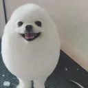 Snowfall