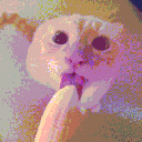 stefcord Discord server icon