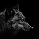 Wolf Clan