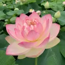 🪷 𐙚 Lotus Paradise