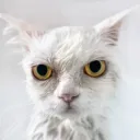 Evil Cats