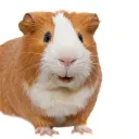 𝗪𝗶𝗸𝗶 𝗰𝘂𝘆𝘀 🐹