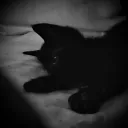 🐈 🖤 kitties ₍^. .^₎⟆ 𝒂𝒔𝒌2𝒅𝒎