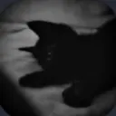 🐈 🖤 kitties ₍^. .^₎⟆ 𝒂𝒔𝒌2𝒅𝒎