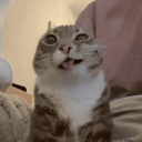 zawmbi besties (SHL PART 2) Discord server icon