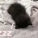 meowies 🐾