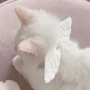 #felice