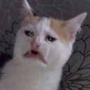 개꼴리는 야동방