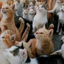Cat's hangout-MIAU