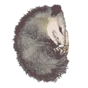 Dead Possum Games