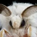 Moth Cult