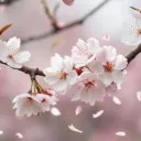 Sakura🌸