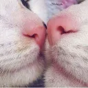 cutest clbs ◞  free bids