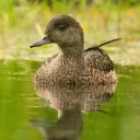 Duckity's Pond | Fun・Social |