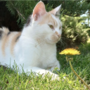 calm's corner .ᐟ.ᐟ