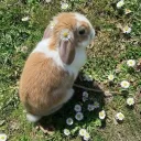 ☆ Support Corner ☆ discord icon