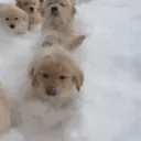 : ̗̀➛ Puppy Land! | •