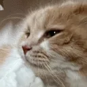 こむぎこだいふくのサーバー