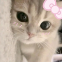 cats Discord server icon