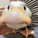 Kaczuchy Kamika