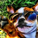 Doggo