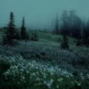⌣⌣　𝜗𝜚　⌗　[M͟𝒊𝒔𝒕𝒚 𝑭𝒐𝒓ᥱs𝗍 ]