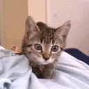 ⋆☆⋆ Silly Kitties ⋆☆⋆