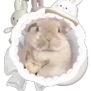 Ი𐑼            /bunnys     ୨୧     scl    gwy Icon