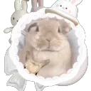 Ი𐑼      🐰      /bunnys     ୨୧     scl    gwy