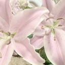 maddie’s boutique ✧˖° Discord server icon