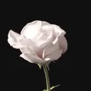 rose chatting! ⋆𐙚₊˚⊹♡