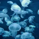 Coveted Reef - クラゲの生息地