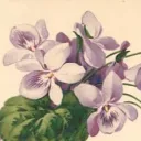 ⊹₊˚ꕤ The Violet Garden ꕤ˚₊⊹