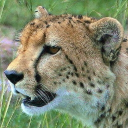 Zephyros' Something Version 2 Discord server icon