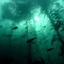 Marlboros Lagoon