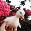 Capyduck studios