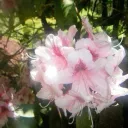 ៸៸🎐꒰꒱❜ 𝒍𝒐𝒇𝒊 𝒑𝒍𝒂𝒄𝒆