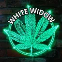 WHITE WIDOW🌿