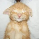 Kitty