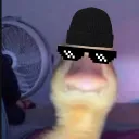 Servidor de Apela gato