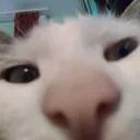 Cats In Hats Discord