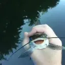 fishBowl