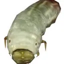 - 𝔗𝔥𝔢 𝔊𝔯𝔲𝔟 -