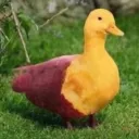 小呱的小黑屋