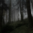 ☆.「 The Forest 」.☆